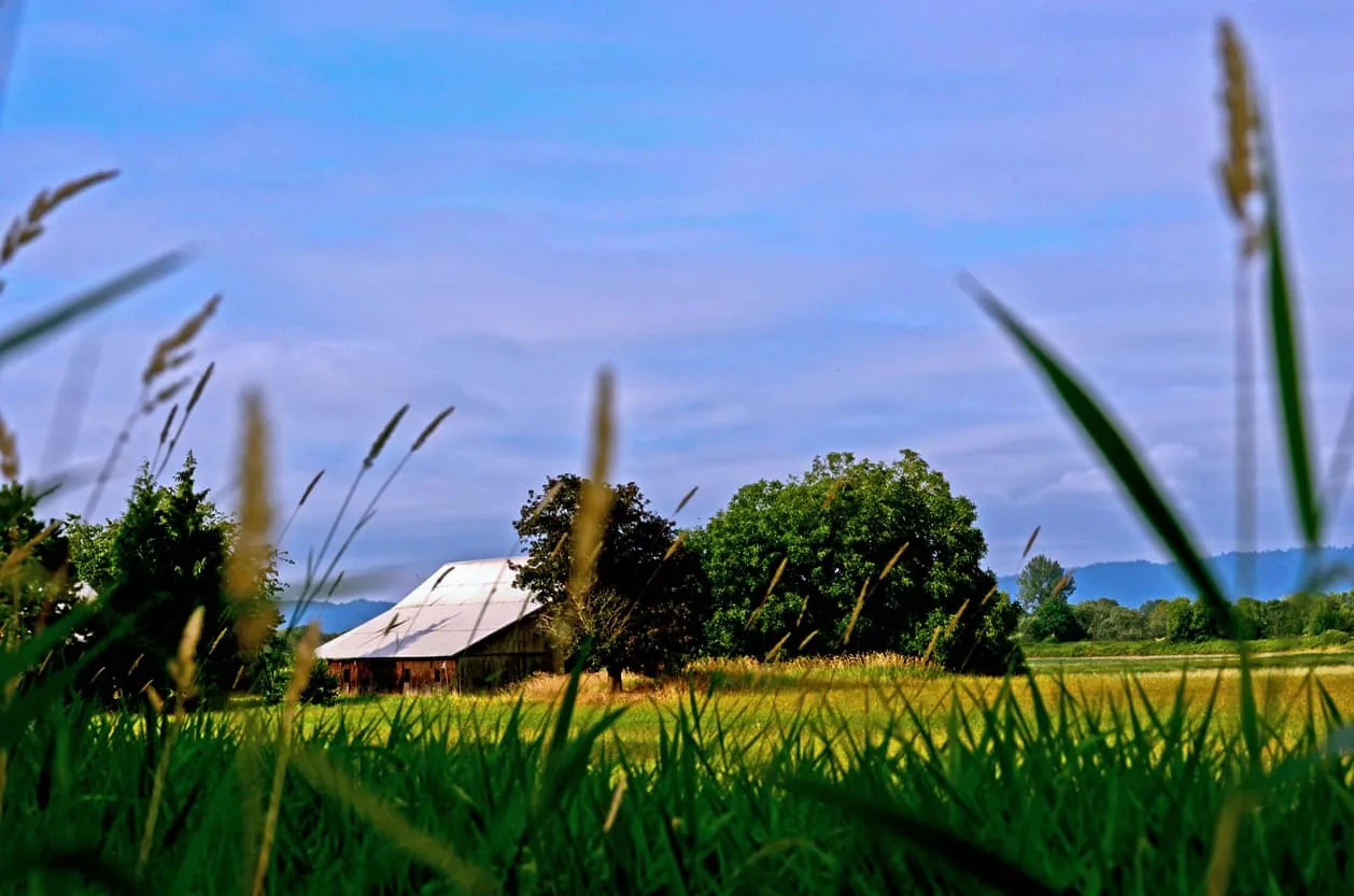Sauvie Island barn near Scappoose Oregon